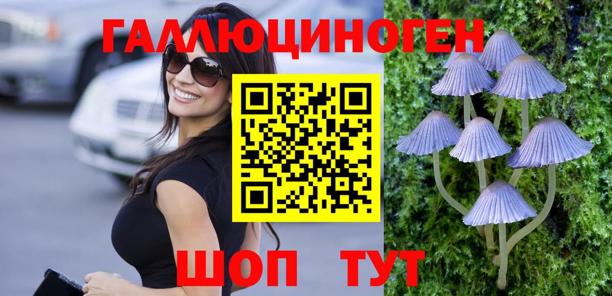 Северобайкальск  Псилоцибиновые грибы Psilocybe  Вход с VPN 